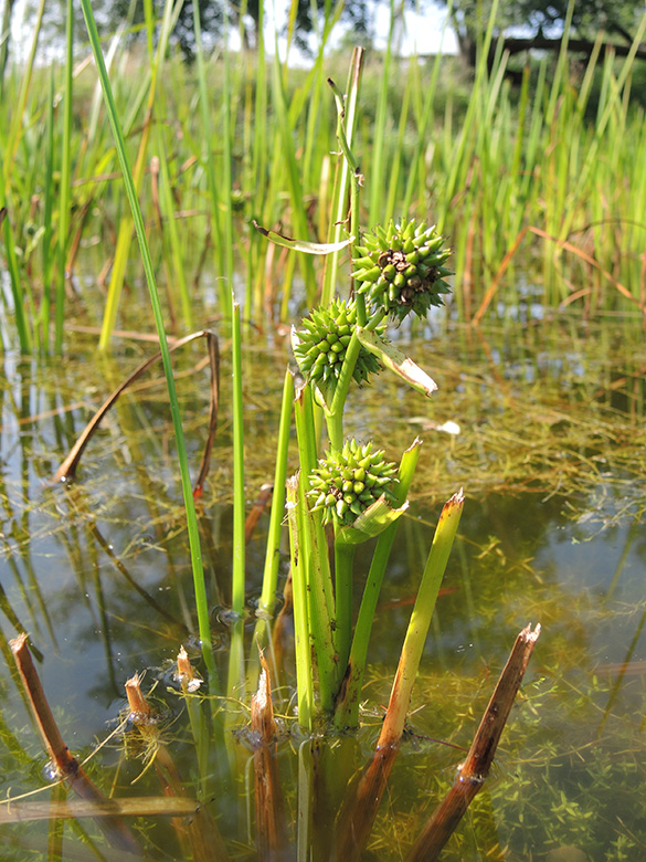 Sparganium erectum neglectum