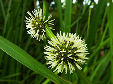Soarganium erectum neglectum
