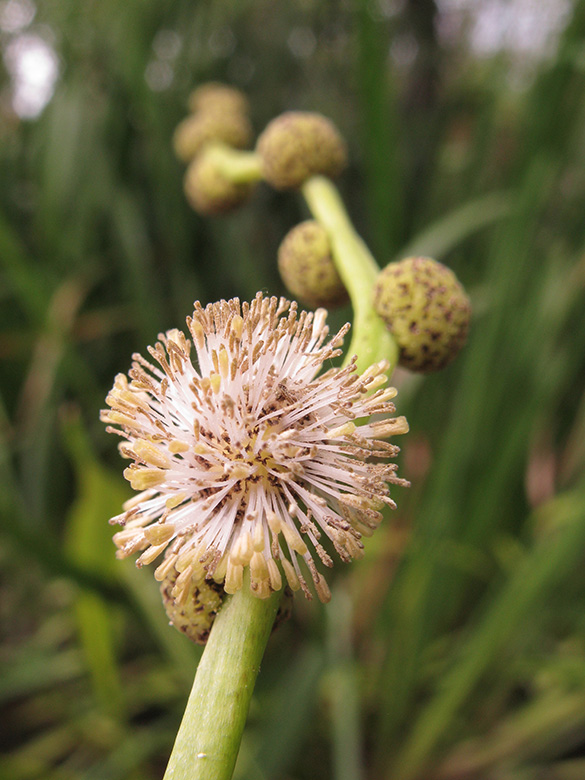 Sparganium erectum neglectum