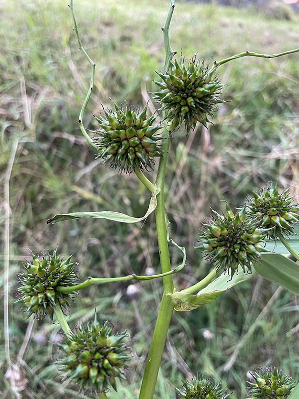 Soarganium erectum neglectum