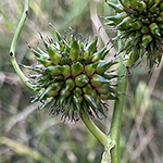 Sparganium erectum subsp. neglectum - Unbeachteter Igelkolben
