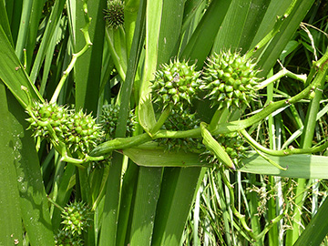 Soarganium erectum neglectum
