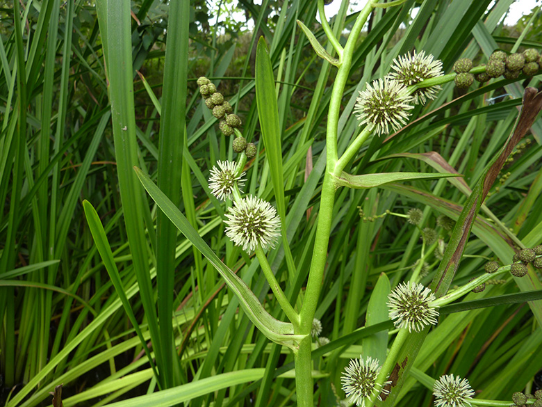 Sparganium erectum neglectum