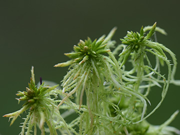 Sphagnum fimbriatum