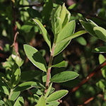 Spiraea ×arguta - Braut-Spierstrauch
