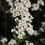 Spiraea ×arguta - Braut-Spierstrauch