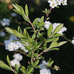 Spiraea ×arguta - Braut-Spierstrauch