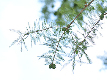 Taxodium distichum