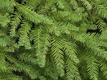 Taxodium distichum