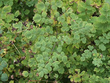 Thalictrum foetidum