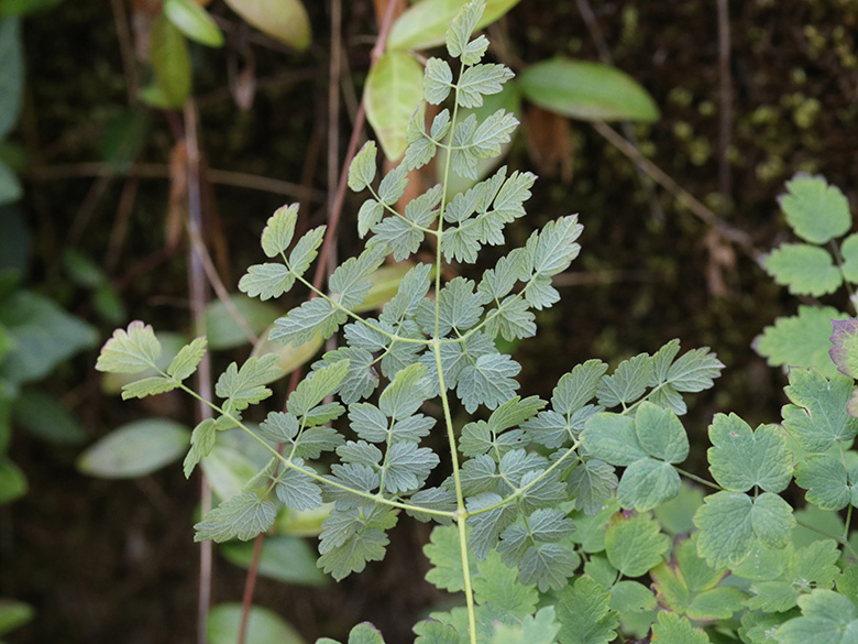 Thalictrum foetidum