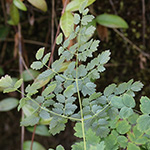 Thalictrum foetidum - Stinkende Wiesenraute