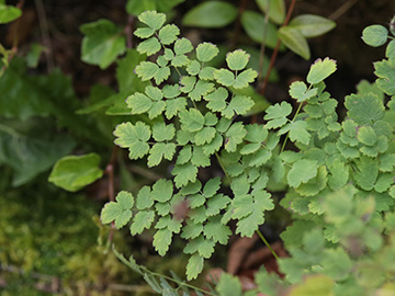 Thalictrum foetidum