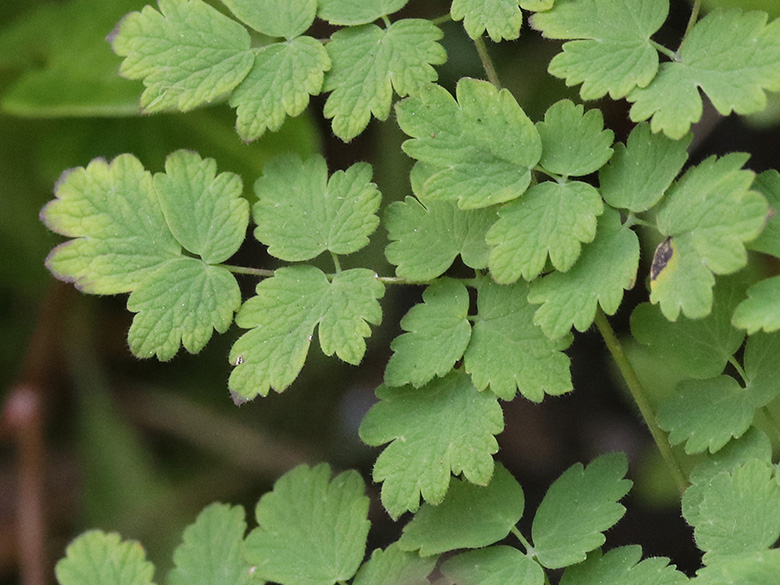 Thalictrum foetidum