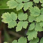 Thalictrum foetidum - Stinkende Wiesenraute