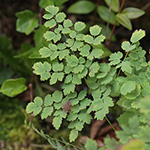 Thalictrum foetidum - Stinkende Wiesenraute