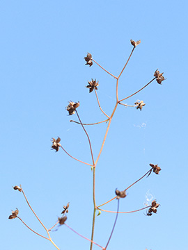 Thalictrum foetidum