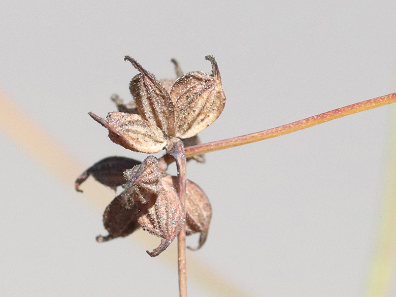 Thalictrum foetidum