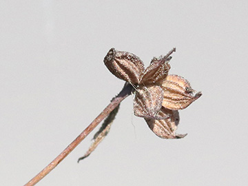 Thalictrum foetidum