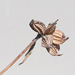 Thalictrum foetidum - Stinkende Wiesenraute