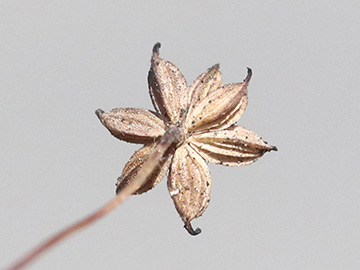 Thalictrum foetidum