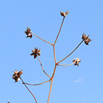 Thalictrum foetidum