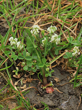 Trifolium nigrescens