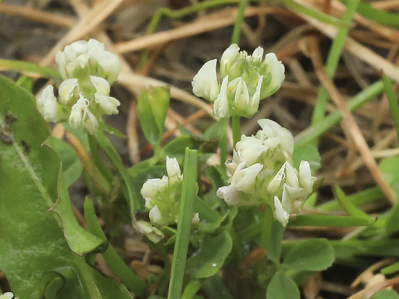 Trifolium nigrescens
