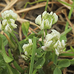 Trifolium nigrescens - Schwarzwerdender Klee