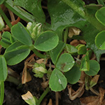 Trifolium nigrescens - Schwarzwerdender Klee
