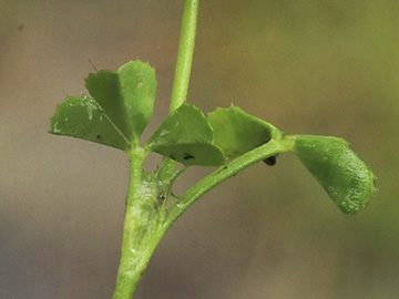 Trifolium nigrescens