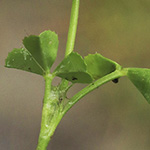 Trifolium nigrescens - Schwarzwerdender Klee