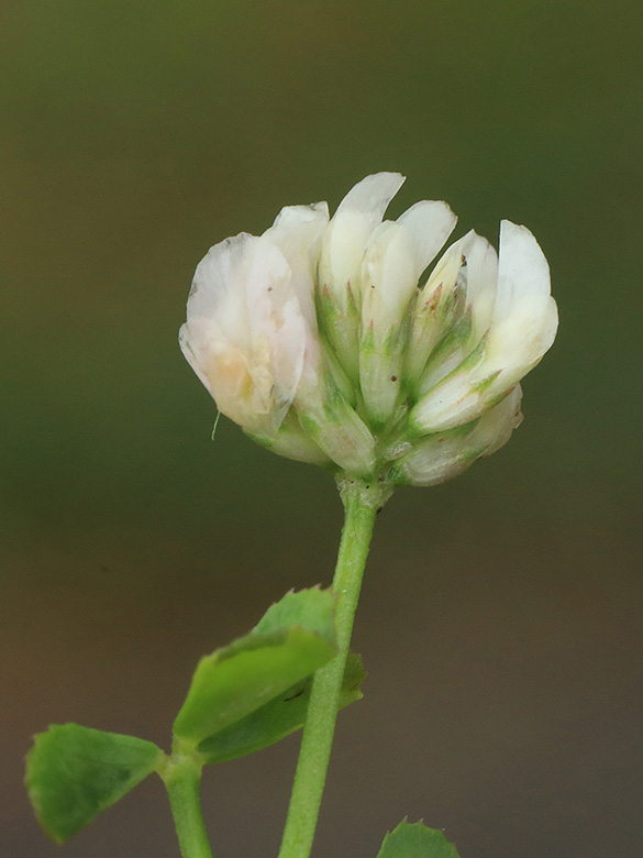 Trifolium nigrescens