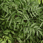 Valeriana pratensis subsp. angustifolia - Schmalblättriger Baldrian