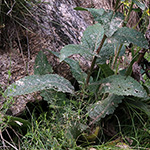 Verbascum chaixii - Französische Königskerze