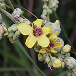 Verbascum chaixii - Französische Königskerze