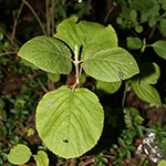 Viburnum lantana - Wolliger Schneeball