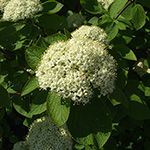 Viburnum lantana - Wolliger Schneeball