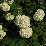 Viburnum lantana - Wolliger Schneeball