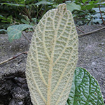 Viburnum rhytidophyllum - Runzelblättriger Schneeball