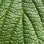 Viburnum rhytidophyllum - Runzelblättriger Schneeball