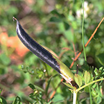 Vicia angustifolia - Schmalblättrige Wicke