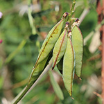 Vicia cracca - Vogel-Wicke