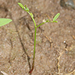 Vicia cracca - Vogel-Wicke
