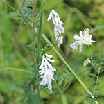 Vicia cracca - Vogel-Wicke