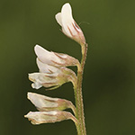 Vicia hirsuta - Behaarte Wicke