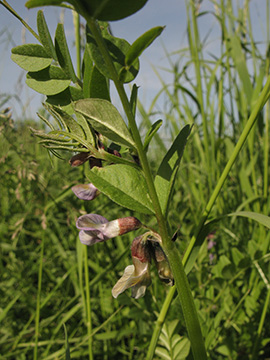 Vicia sepium sepium