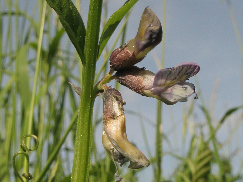 Vicia sepium sepium