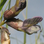 Vicia sepium sepium