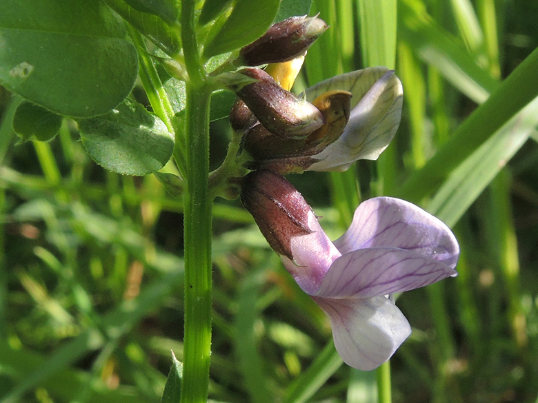 Vicia sepium sepium